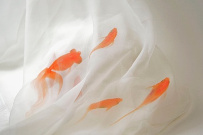  matohu(まとふ)表参道本店がオープン1周年、美術作家の深堀隆介を迎えて「天魚の羽衣」展開催