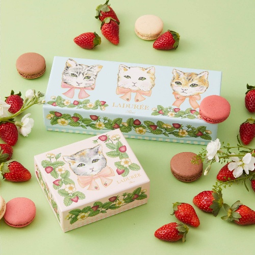 ラデュレのバレンタイン2022“猫＆イチゴ”を描いたカラフルマカロンボックス、苺チョコレートもコピー