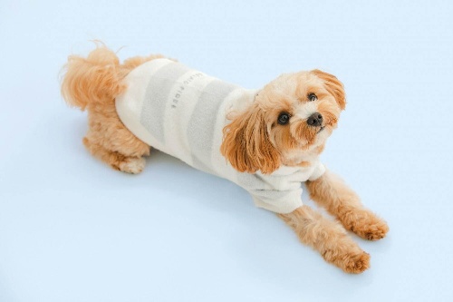 ジェラート ピケ初の“ペットグッズ”犬猫用の新ライン、ふわもこウェアやカップアイス型ハウスコピー ジェラート ピケ初の“ペットグッズ”犬猫用の新ライン、ふわもこウェアやカップアイス型ハウスコピー
